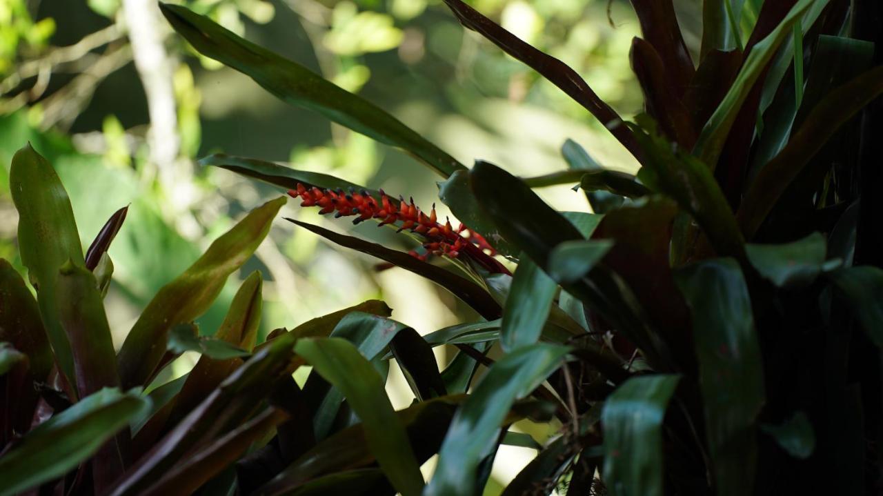Finca La Argelia キンバヤ エクステリア 写真